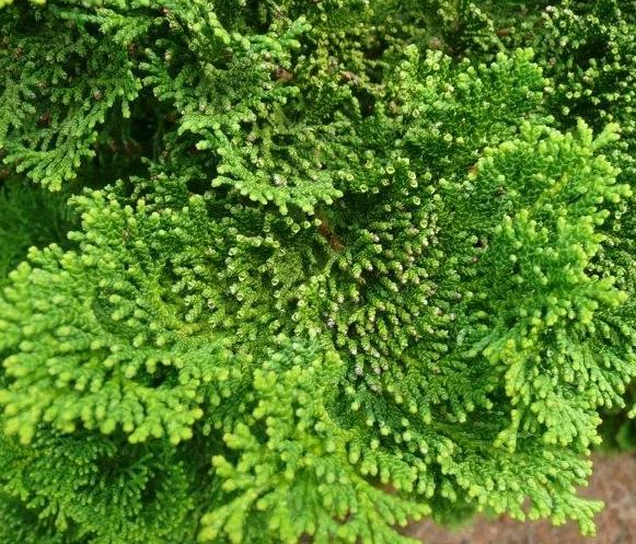 Кипарисовик туполистный Нана Грацилис